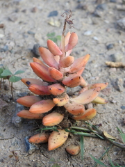 Sedum adolphi