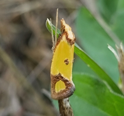 Knapweed Root Moth