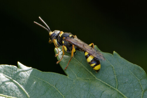 Field digger wasp, Nieuwe Niedorp, Netherlands, photo 7 of 10