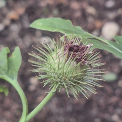 Arctium nemorosum, photograph author not stated, no rights reserved