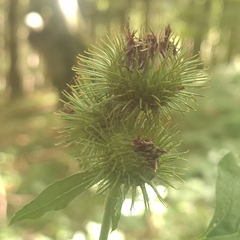 Arctium nemorosum, photograph author not stated, no rights reserved