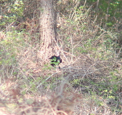 Corvus macrorhynchos