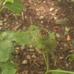 Arctium nemorosum, photograph author not stated, no rights reserved