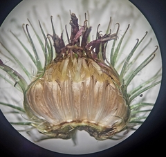 Arctium nemorosum, photograph author not stated, no rights reserved