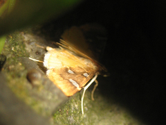 Cotachena pubescens