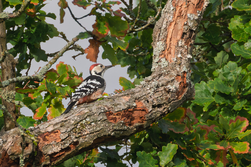 Dendrocopos leucotos leucotos