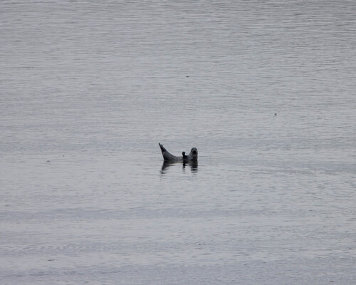 Harbor Seal