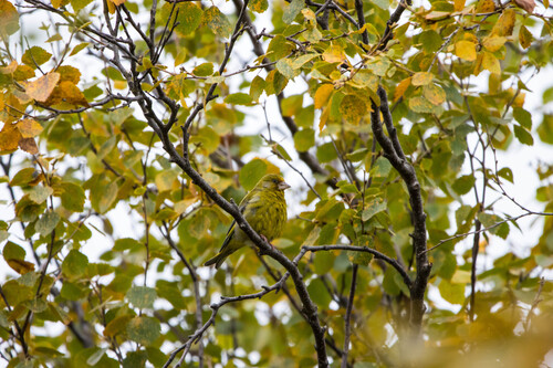 European Greenfinch