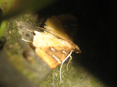 Cotachena pubescens