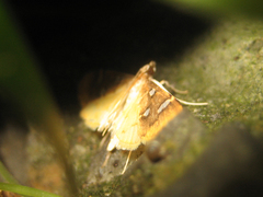 Cotachena pubescens