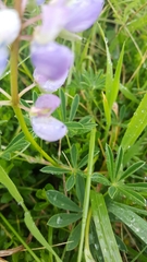 Lupinus variicolor