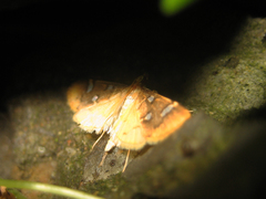Cotachena pubescens
