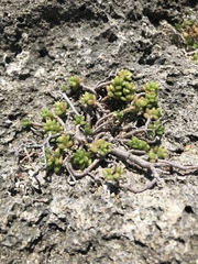 Portulaca psammotropha