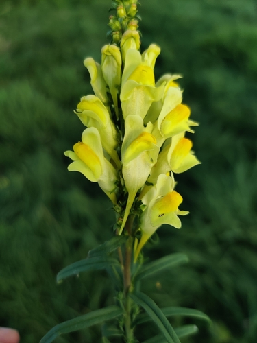 common toadflax