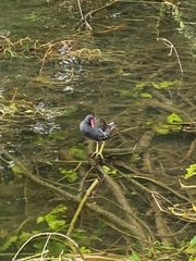 Gallinula chloropus