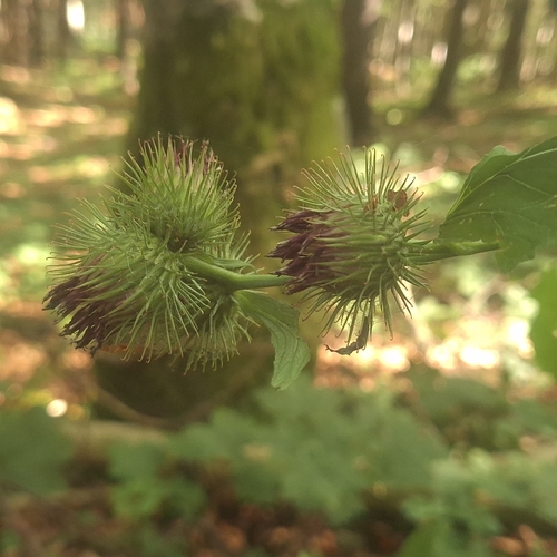 Arctium nemorosum, photograph 2