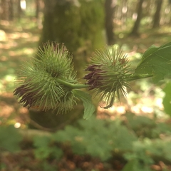 Arctium nemorosum, photograph author not stated, no rights reserved