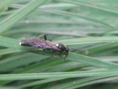 Vulgichneumon leucaniae