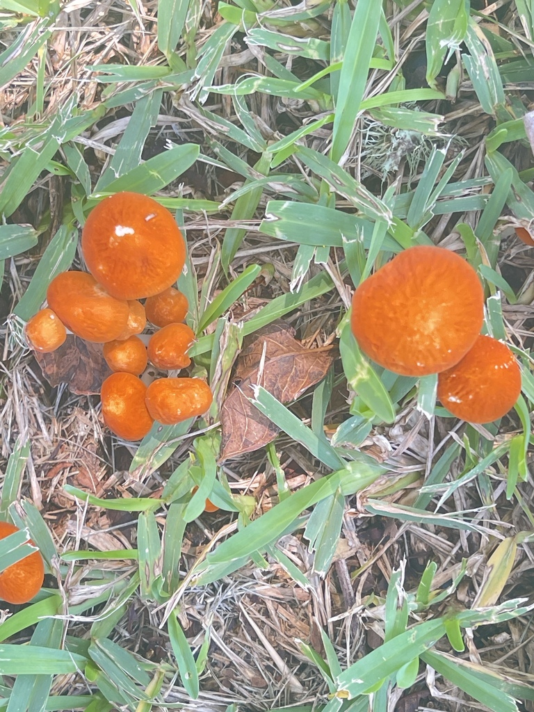 Wandering Creamsicle · August 2026 · photo: Photo: (c) dburger88, some rights reserved (CC BY) · iNaturalist