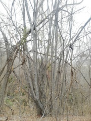 Piptadenia retusa