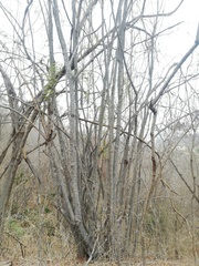Piptadenia retusa