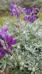 Lupinus albifrons collinus