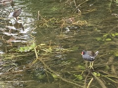Gallinula chloropus
