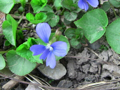 Viola communis