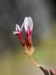 Trifolium variegatum geminiflorum