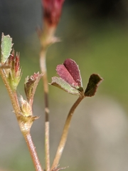 Trifolium variegatum geminiflorum