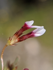 Trifolium variegatum geminiflorum