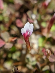 Trifolium variegatum geminiflorum