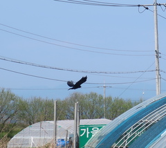 Corvus macrorhynchos