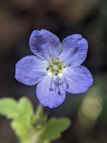 Eastwood's baby blue eyes (Nemophila pulchella)