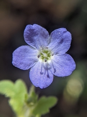 Nemophila pulchella