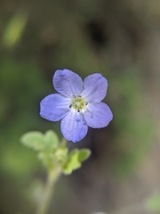 Nemophila pulchella