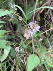 Equilabium laxiflorum