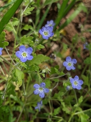 Nemophila pulchella