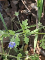 Nemophila pulchella