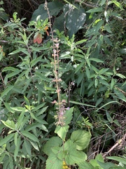 Equilabium laxiflorum