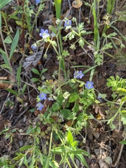 Nemophila pulchella