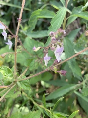 Equilabium laxiflorum