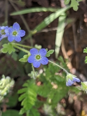 Nemophila pulchella
