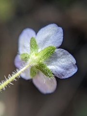 Nemophila pulchella