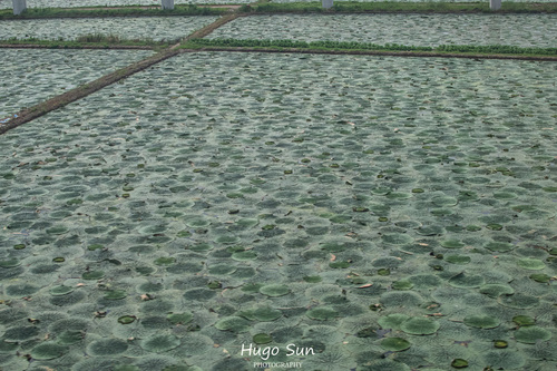Prickly Waterlily