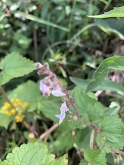 Equilabium laxiflorum