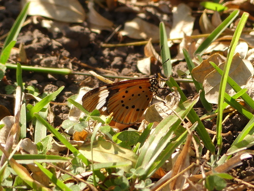 White-barred Amber