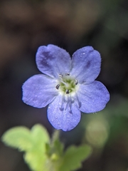 Nemophila pulchella
