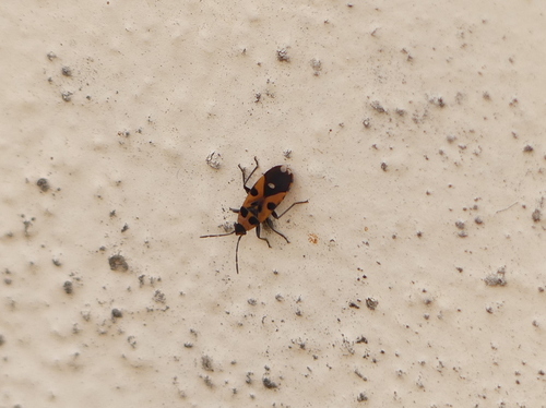 Horvathiolus delicatulus
