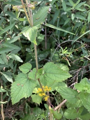 Equilabium laxiflorum